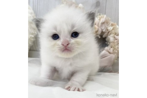 成約済の大阪府のラグドール-48164